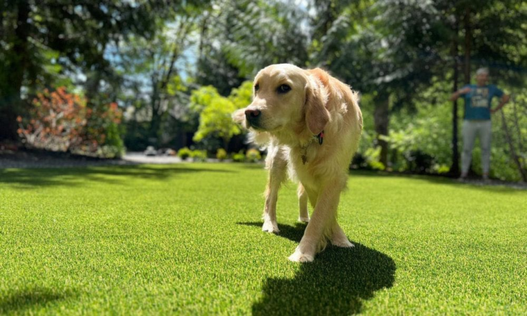 syntheticturfnorthwest 322509 grass good pets blogbanner1.webp