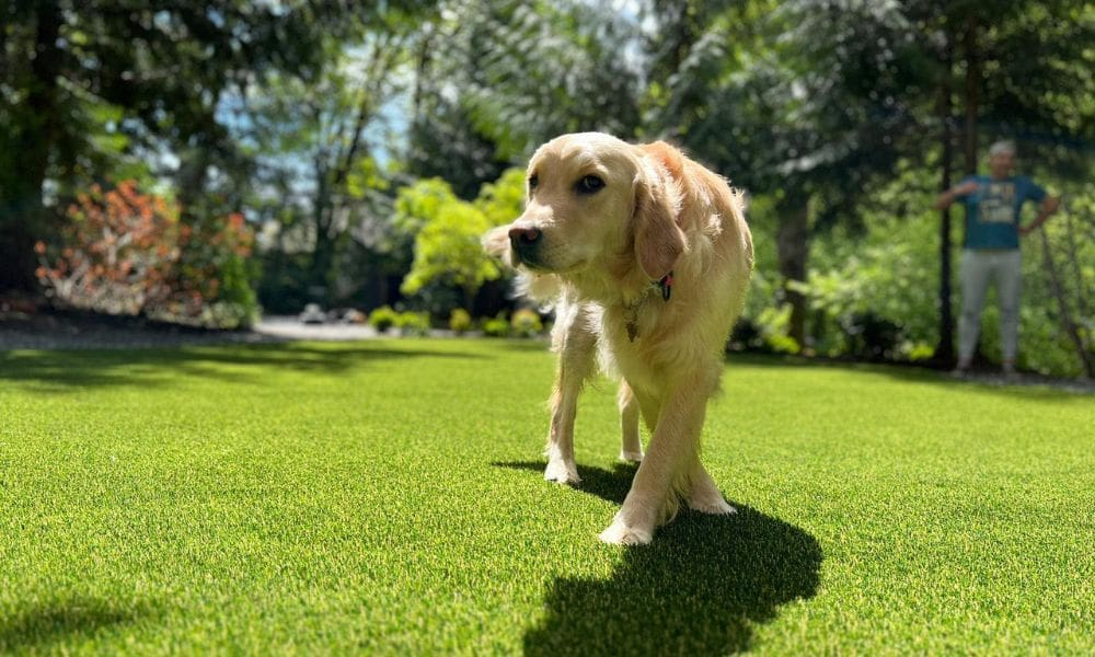 syntheticturfnorthwest 322509 grass good pets blogbanner1.webp