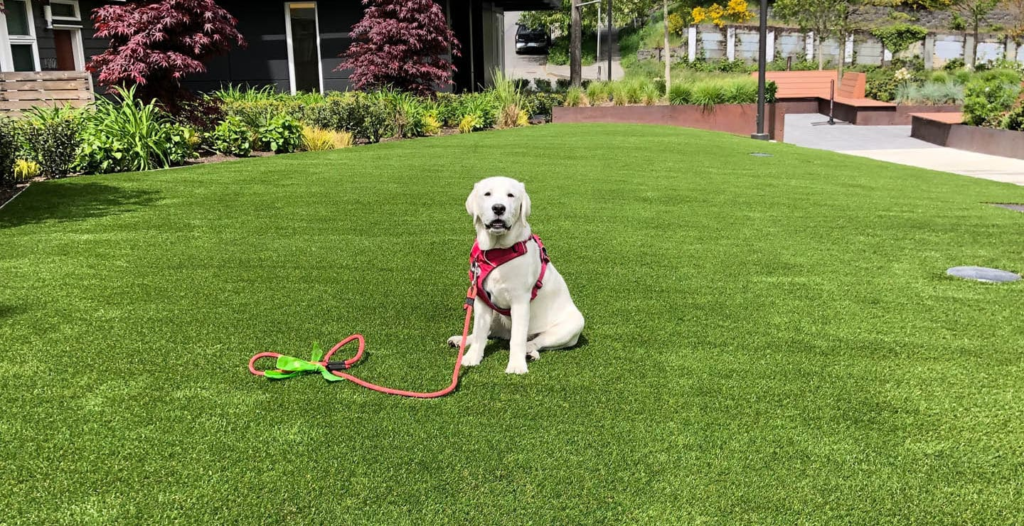 synthetic pet turf 0013a.webp
